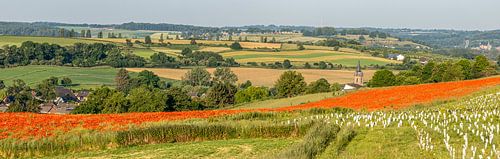 Coquelicots à Eys Sud Limbourg