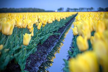 Tulipes sur Johan Mooibroek