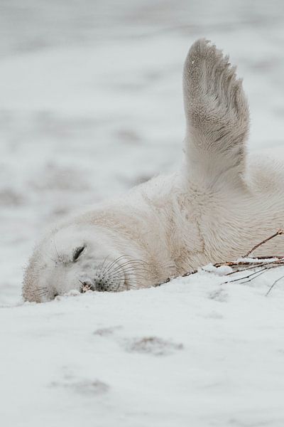 Seal | Wildlife | Heligoland | Germany by Inge Pieck