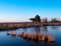 Dwingelderveld