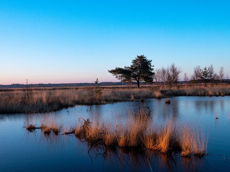 Dwingelderveld by snippefotografie