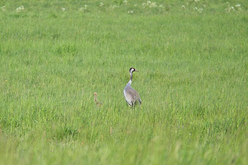 Cranes on a meadow by Martin Köbsch