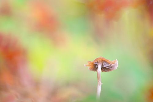kleurrijke paddenstoel in herfstsferen