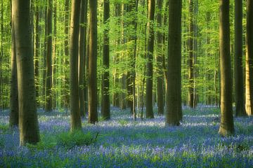 Ochtendlicht in het Hallerbos - boshyacinten in het lentebos van Rolf Schnepp