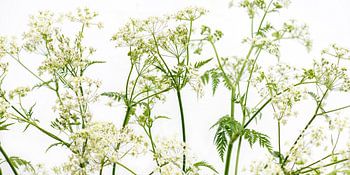 panorama de la flûte