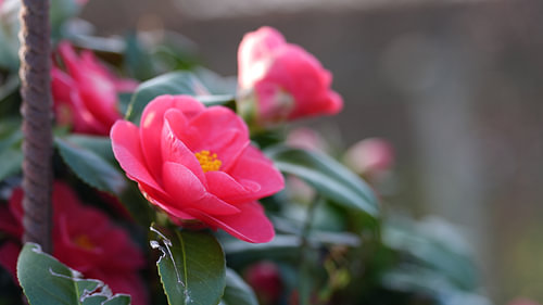 Red flower with buds in the garden