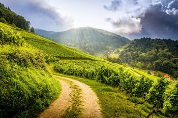 Wine in progress - Black Forest (Black Forrest)