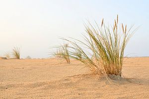 Tautropfen im Gras bei Sonnenaufgang