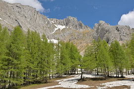 Alpenlandschaft mit günen Lärchen vor einer schroffen Bergkulisse von Tomherkules