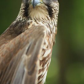 Very beautiful falcon von Richard van Oudheusden