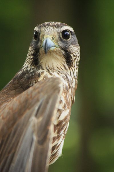 Hele mooie valk van Richard van Oudheusden