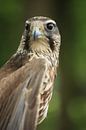 Very beautiful falcon von Richard van Oudheusden Miniaturansicht