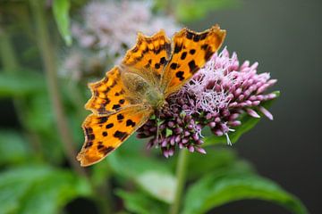 Schmetterling Aurelia von Shirley Douwstra