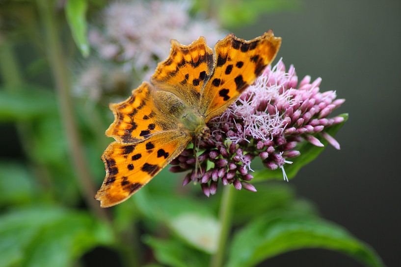 Butterfly Aurelia by Shirley Douwstra