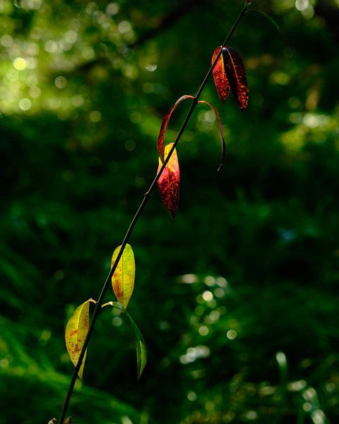 Automne, feuilles par Eugenio Eijck