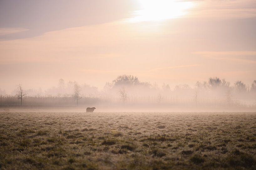 sheep on the foggy meadow by Tania Perneel