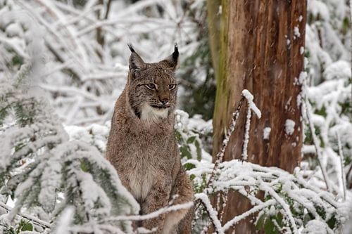 Europese  lynx in de sneeuw