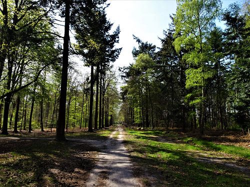Liesbos / Forrest, Breda, Prinsenbeek, Nederland