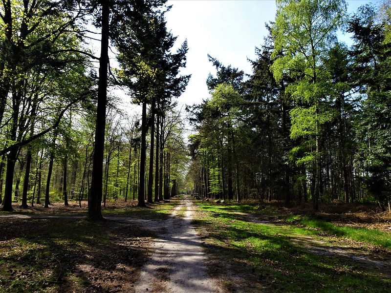Liesbos / Forrest, Breda, Prinsenbeek, Nederland van Maurits Bredius