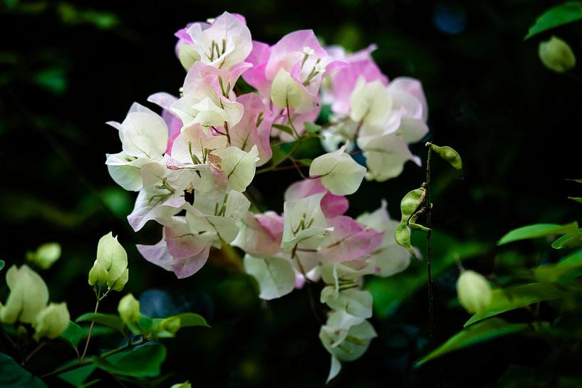 Blumenzartheit in Pastellnuancen von Frank Photos