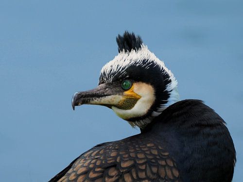 Lente! De prachtige kop van een vogel in broedkleed