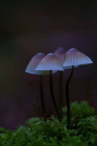 Paddenstoelen
