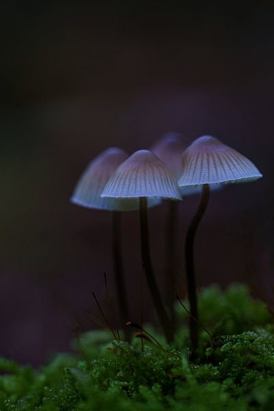 Champignons par Kyra van Opijnen