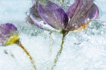 Bevroren Hortensia | Bloemen Fotografie van Nanda Bussers