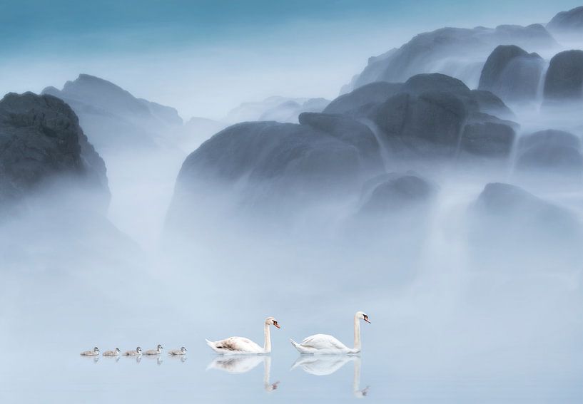 Witte zwanen in feeëriek landschap van Marcel van Balken