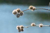 Boom in close up van Kristof Leffelaer thumbnail