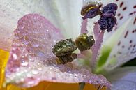 Lilie mit Wassertröpfchen (Makrobild) von Eddy Westdijk Miniaturansicht