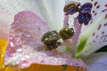 Lilie mit Wassertröpfchen (Makrobild) von Eddy Westdijk