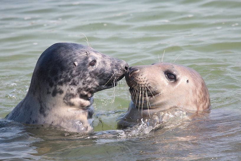 Zeehonden liefde by Rodney Pauwels