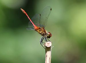 Blutrote Heidelibelle