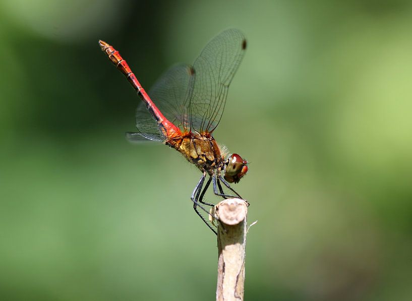 Blutrote Heidelibelle von Matthias Brix