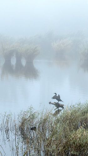 Im Nebel trocknen lassen