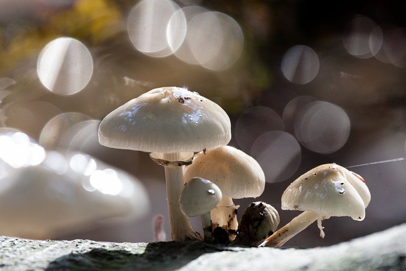 Porcelain fungus (mushroom) with lots of bokeh by Janny Beimers