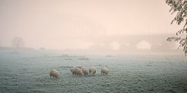 Schafe grasen bei kaltem nebligem Sonnenaufgang
