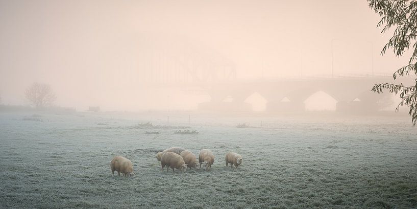 Sheep grazing at cold misty sunrise by Jenco van Zalk