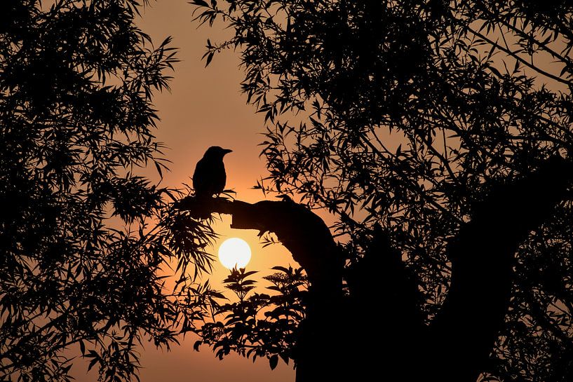 Bird at Sunrise by Charlene van Koesveld