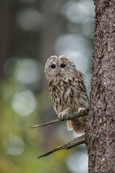 Tawny Owl  ( Strix aluco ) by wunderbare Erde