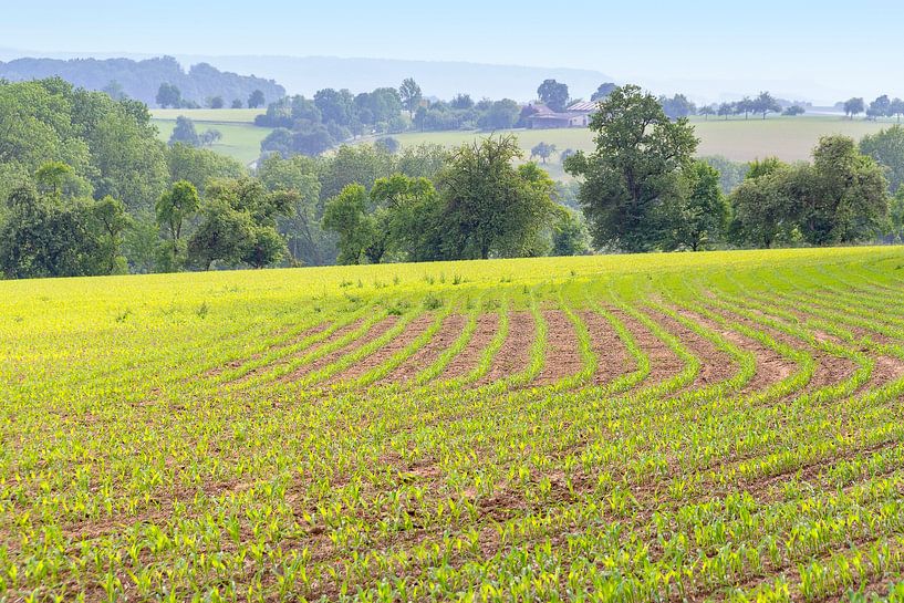 Agricultural landscape in spring by Achim Prill