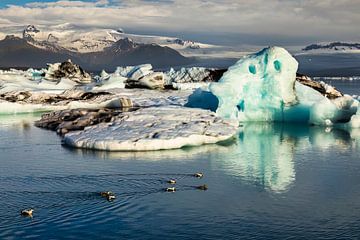 Eider ducks in front of an icy landscape by Daniela Beyer