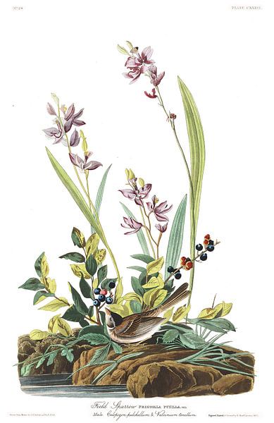 Veldgors van Birds of America