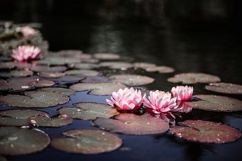 Pink flowering lilies