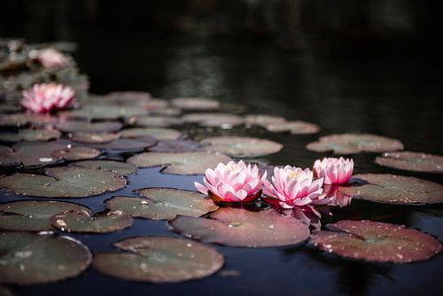 Roze bloeiende lelies