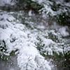 sneeuwval en dennengroen in de natuur van Karijn | Fine art Natuur en Reis Fotografie