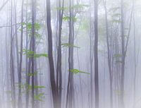 Misty
