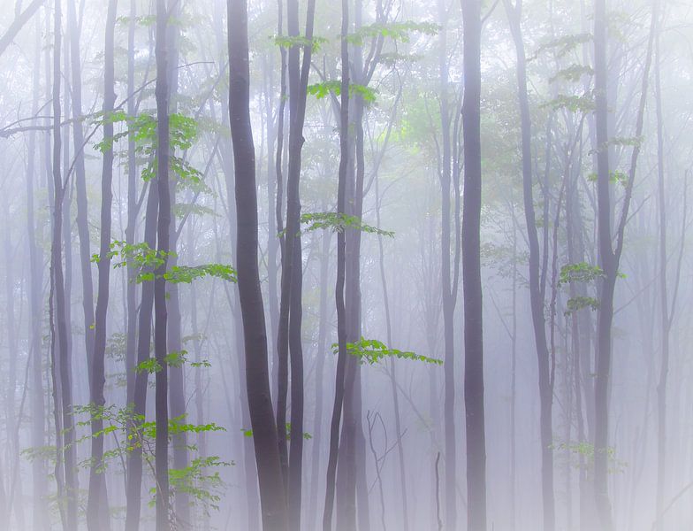Misty by Michel Manzoni