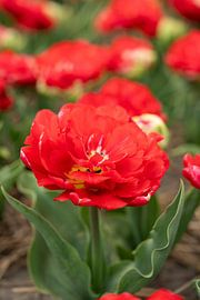 You're really coming into your own by Christiaan Kleijhorst